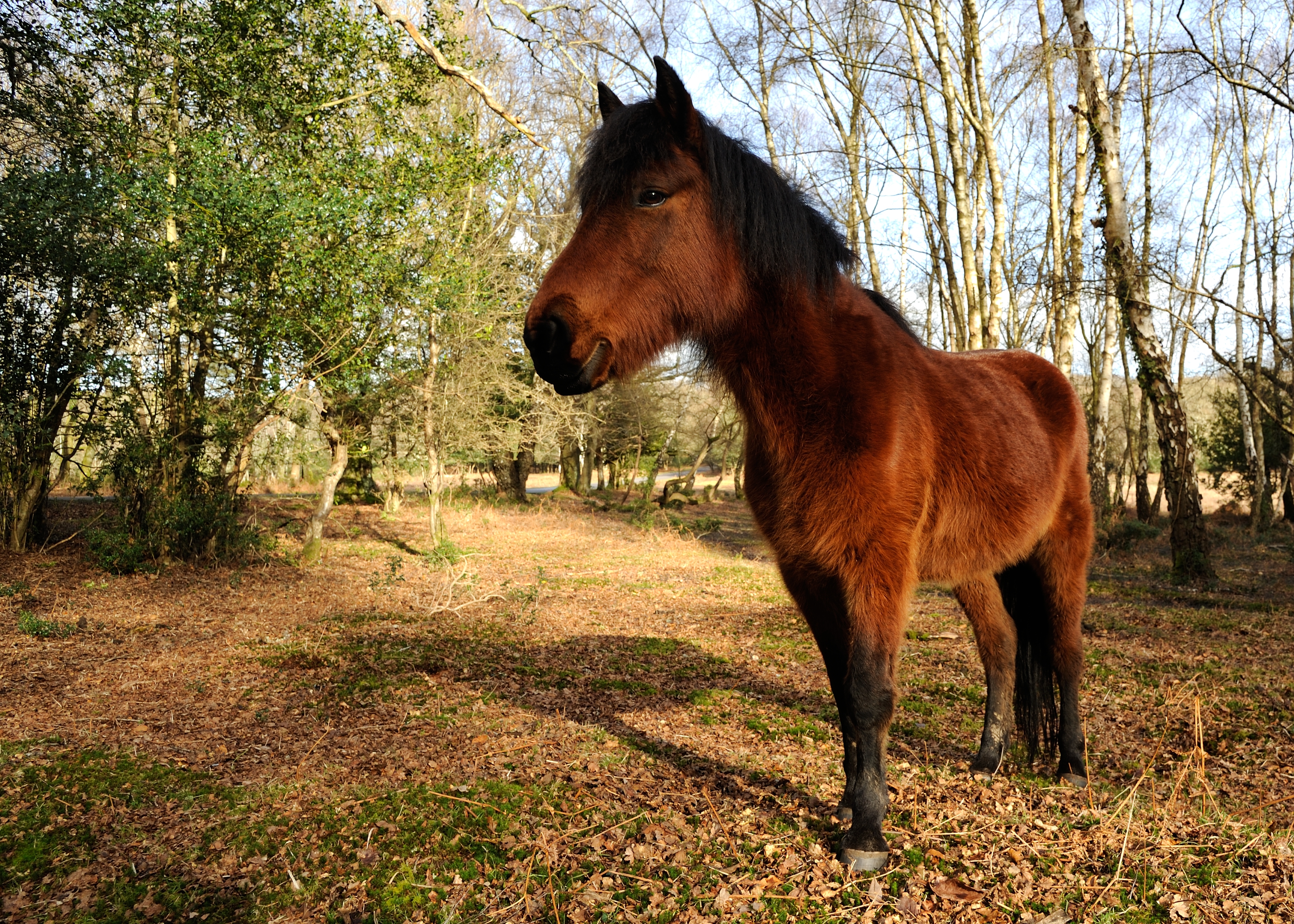 The New Forest